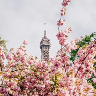 Tour Eiffel avec fleurs